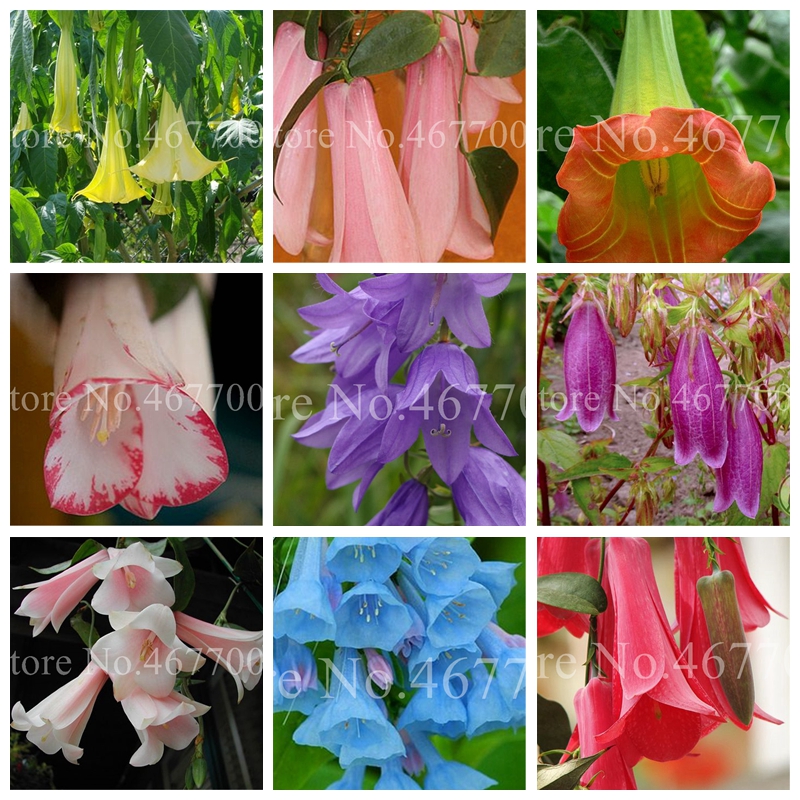 

200 pcs Seeds Bonsai Bellflower Flower Rare Perennial Campanula Flower Indoor Potted Plants Fresh Air Home Garden Decor Easy to Grow