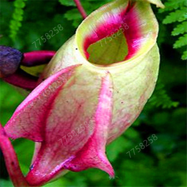 

100 Pcs seeds Insectivorous garden Venus survival Flytrap Fast Growing Planting Season Purify The Air Absorb Harmful Gases Natural Growth Variety of Colors