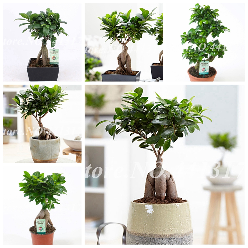 

30 Pcs Seeds Chinese Rare Ficus Microcarpa Bonsai Tree Evergreen Bonsai Potted Ginseng Banyan Home Garden Outdoor Plants Easy To Grow