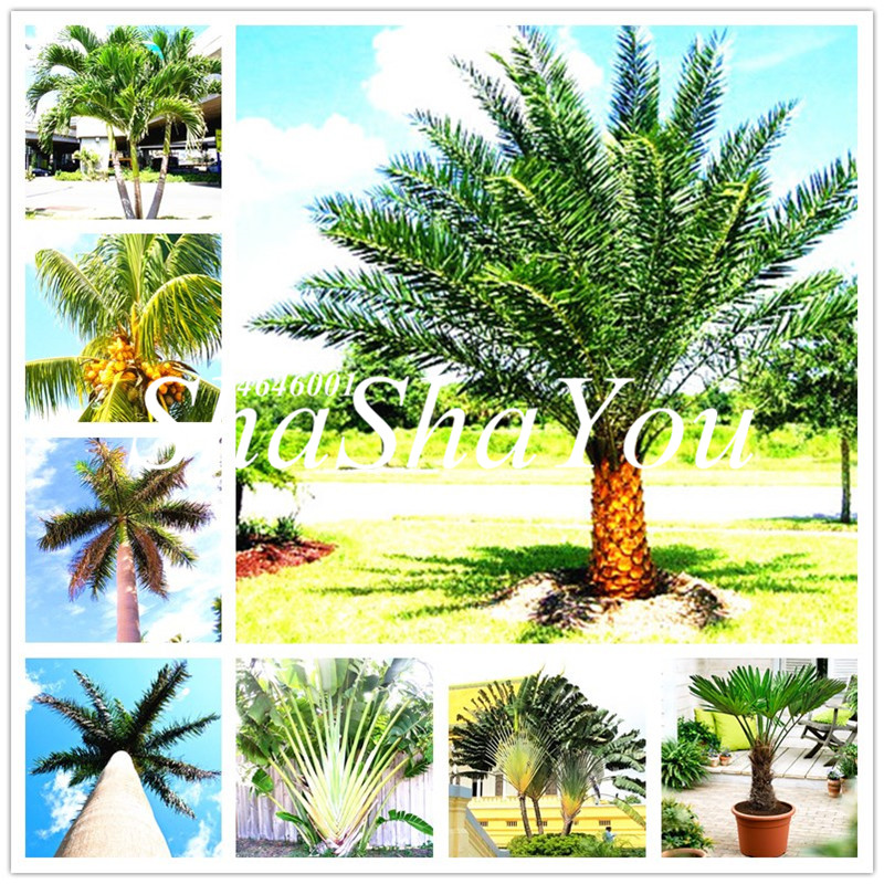 

Hot Sales! 10 Pcs Seeds Rare Cycas Bonsai Sago Palm Tree Potted Plants Flower The Budding Rate 97% Rare Potted Plant For Home Garden