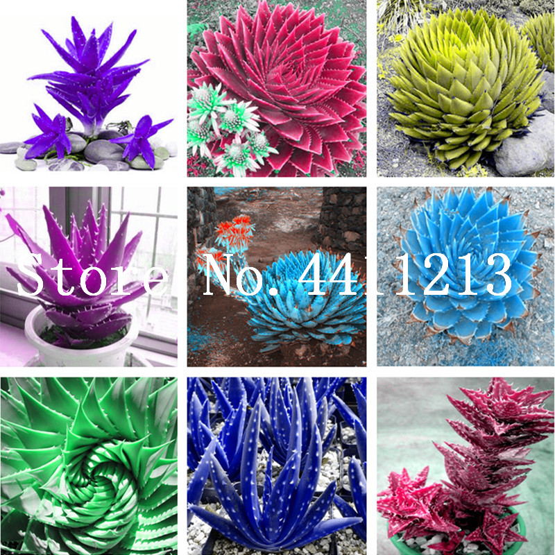 

New! 200 Pcs Aloe Plants plant seeds Bonsai Edible Beauty Edible Cosmetic Bonsai Lot Succulents Plants For Home Garden Radiation Absorption