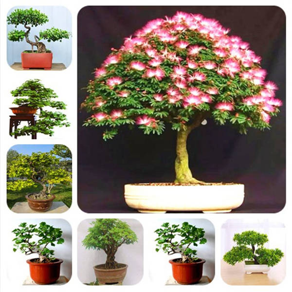 

20 pcs/Rainbow Albizia Julibrissin Acacia Tree plant Bonsai Beautiful Flower Tree Pot Plants for Home Garden