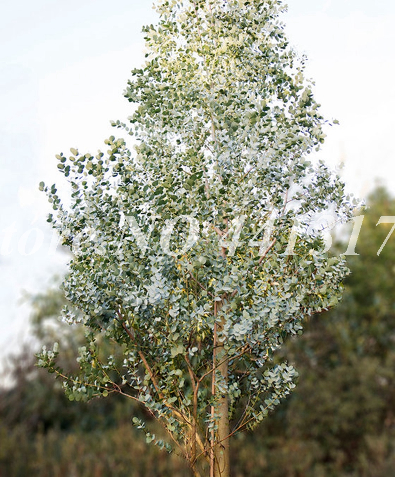 

100 Pcs seeds Hawaii Eucalyptus Tree The Germination Rate 95% Decorative Landscaping All for a summer residence Natural Growth Variety of Co