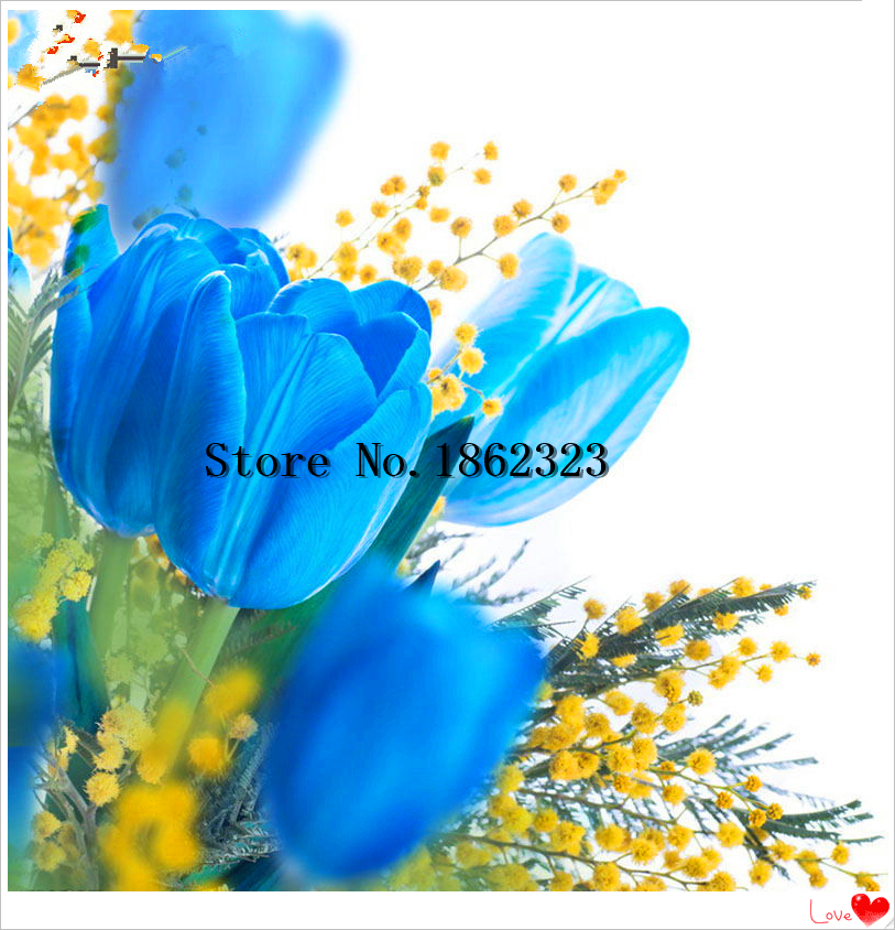 

100 PCS bag HOT Rainbow Tulip bonsai Rare Flowers Perennial Bonsai Plant Gift For Home Garden Courtyard