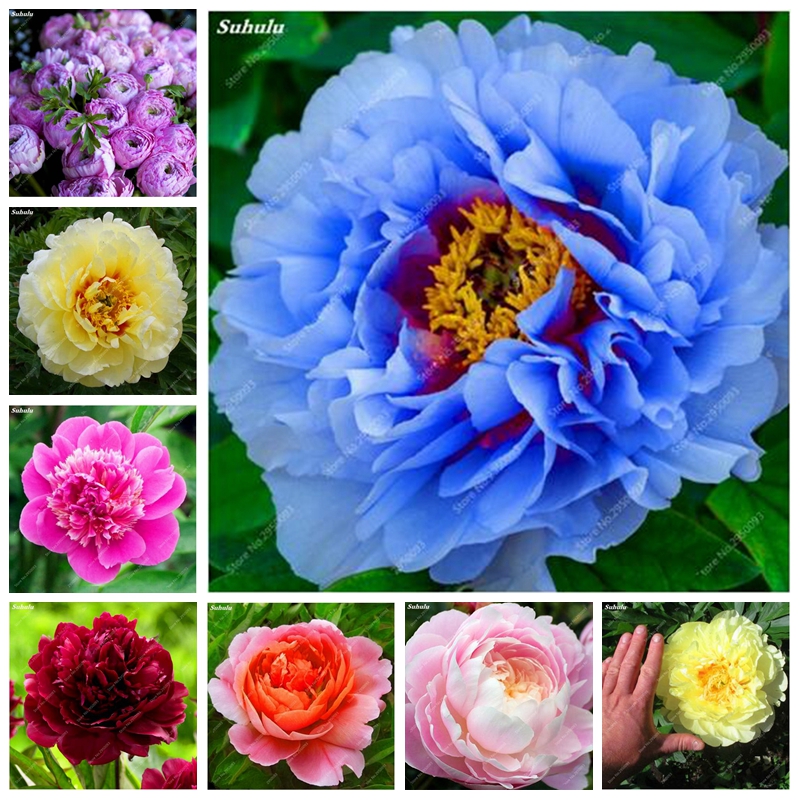 

30 pcs/ bag Mixed Color Peony Bonsai Chinese Rose Tree Paeonia Plant Beautiful Decoration Potted Flower Plant for Home Garden