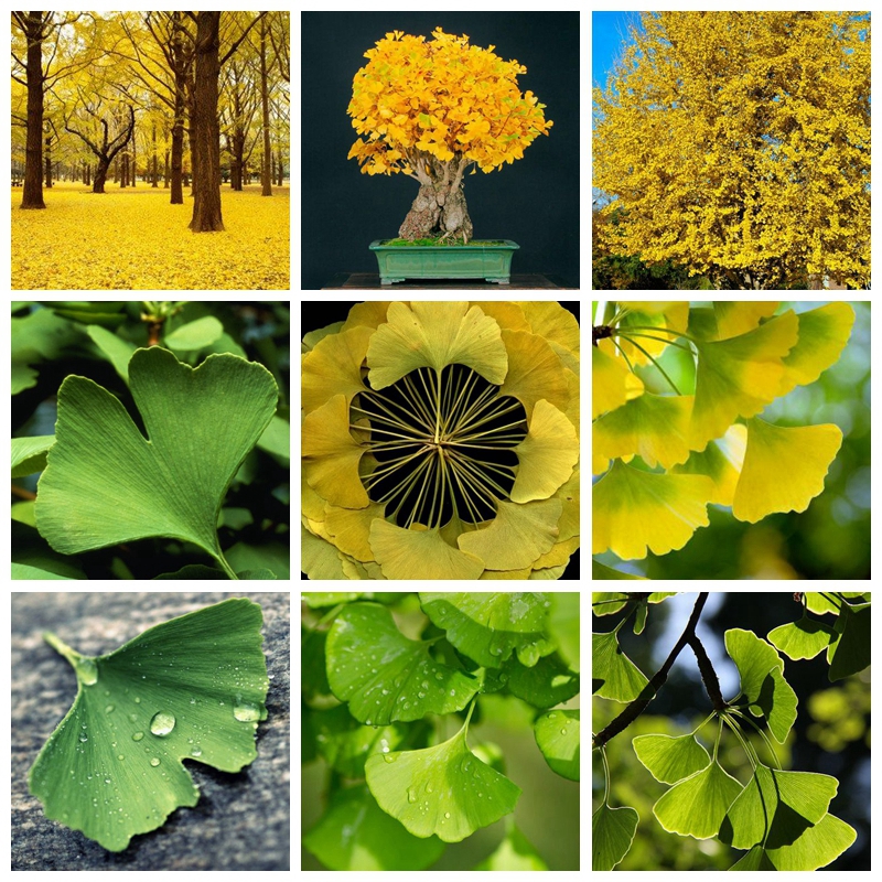 

10 pcs/bag Strong Adaptability Ginkgo Biloba Bonsai plant seeds Potted Of Maidenhair Tree Plant,sprouting 100% Fruit Gardn Tree Easy to grow