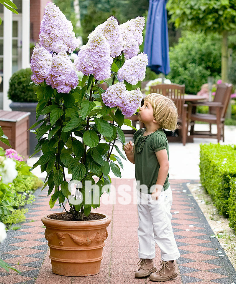 

100 Pcs Multiple Color Choice Hydrangea Bonsai Perennial Flower seeds Plant Hydrangea flower Balcony Ornamental Garden Decoration Plant