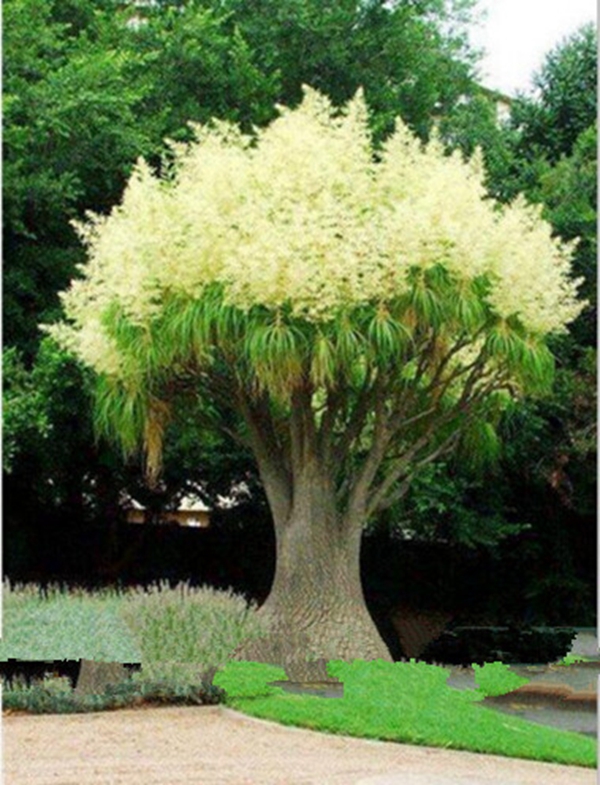 2021 / Bag Seeds Rainbow Acacia Flower Bonsai