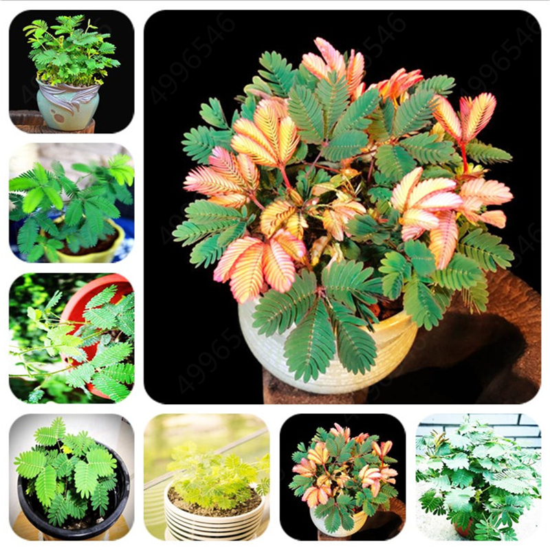 

Hot Sale! Mimosa Seeds 200 pcs ourdoor Bonsai plants flower home garden pot plants Clean air