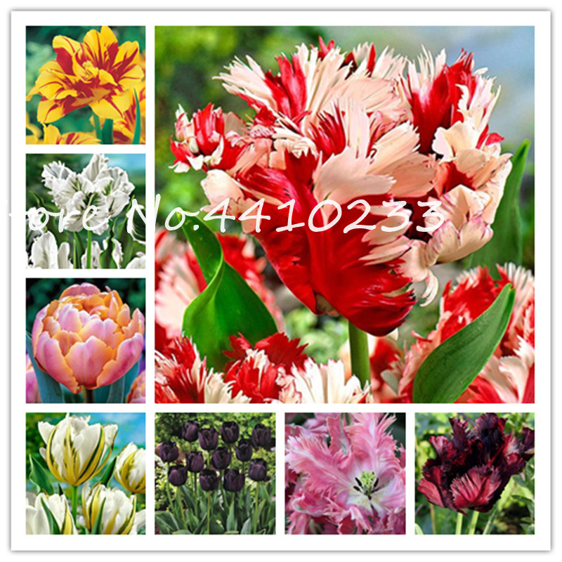 

100Pcs Rare Color Purple And White Double Tulip Flower Bonsai plant seeds Tulip Flower Home Garden Potted Plants Perennial Flower For Garden