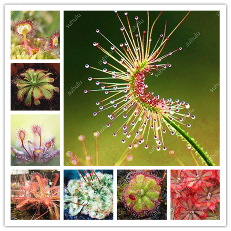 

Hot Sale! 500 Pcs Carnivorous Plants seeds Potted Flycatcher Bonsai Sundew Planta Drosera Peltata Table Garden Plant Radiation Protection