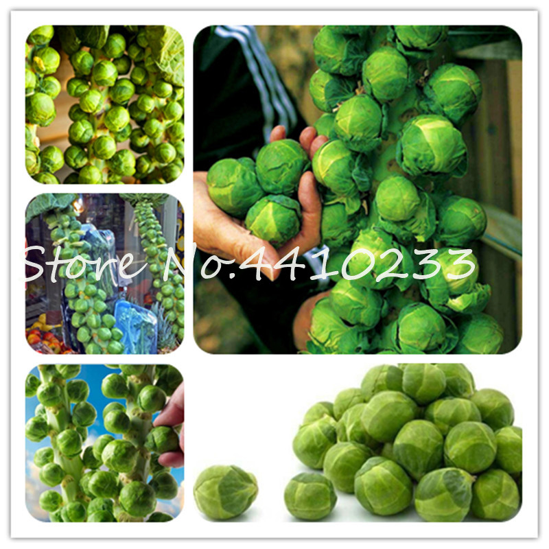 

100 Pcs Green Thousand-Headed Cabbage Bonsai plant seeds Brussels Sprouts Delicious Juicy Mini Cabbage Vegetable Garden Food Plant Easy Grow
