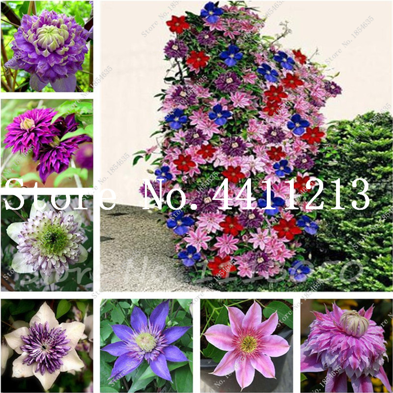 

Hot Sale! 200 pcs Climbing Clematis (not bulb) Clematis florida bonsai plant seeds flower perennial flowering potted plants DIY home garden