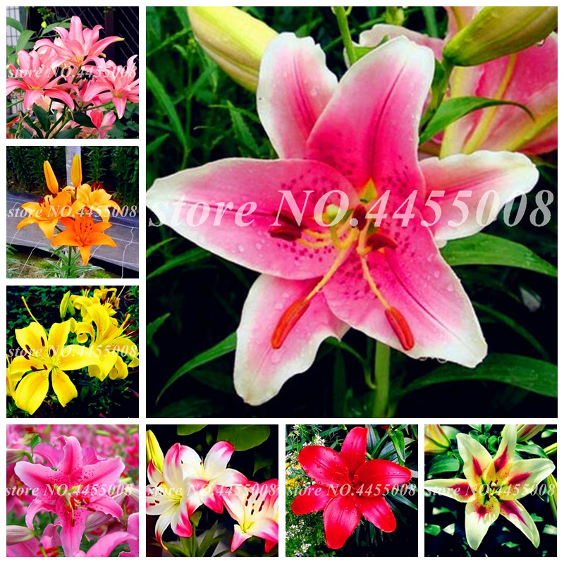 

200 pcs Seeds Perfume Lily Plants Flower Bonsai Blooming Garden Supplies Pots Planters Home Indoor & Outdoor Decor Flore Easy to Grow
