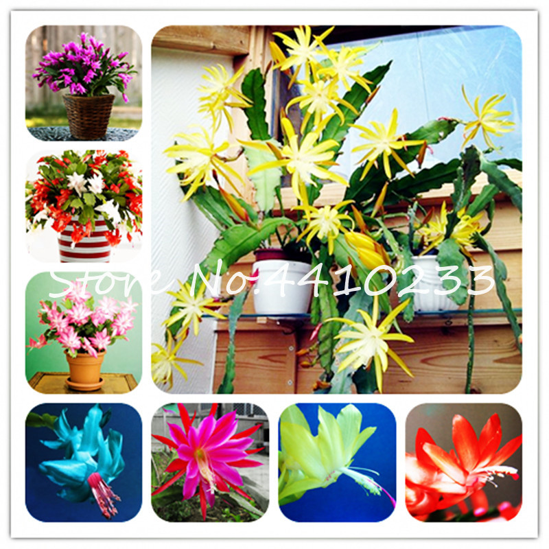 

500 Pcs Zygocactus Truncatus Flower Bonsai plant seeds,Schlumbergera,Rare Orchid Bonsai Flower Multi-Colored Choose Diy For Home and Garden