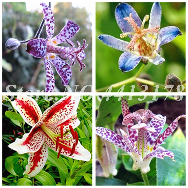 

500 pcs/ bag Exotic Bonsai plant seeds Potted Toad Lily Plant Outdoor Blooming Aromatic Lilum Flower Ornaments for Home Garden Easy to Grow