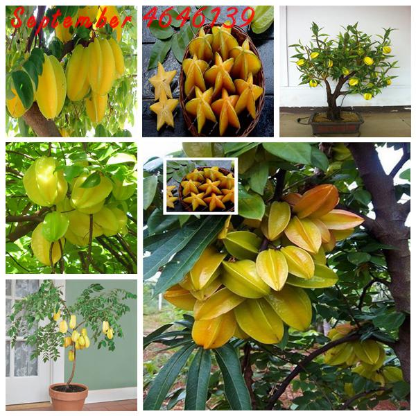 

selling 40pcs Seeds Carambola plants Star Fruit Rare Tree Garden Bonsai Pots Woody Very Easy To Grow Diy Plant Free shipping