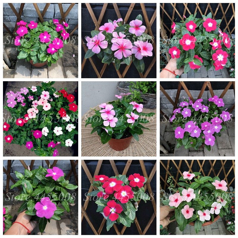 

200 Pcs Seeds Mixed Color Periwinkle Bonsai Flower Vinca Cover Behind House Jardin Flore Potted Mini Garden Plants for Flower Pot