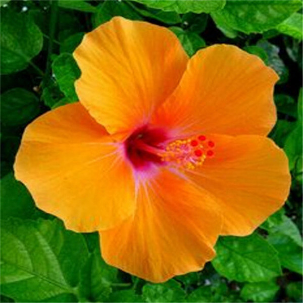 100-Pcs-Bag-Hibiscus-Flower-plant-Hibiscus-plant-Bonsai-Flower-Chinese-Rose-plant-MIX-Colors-To.jpg_640x640 (8)