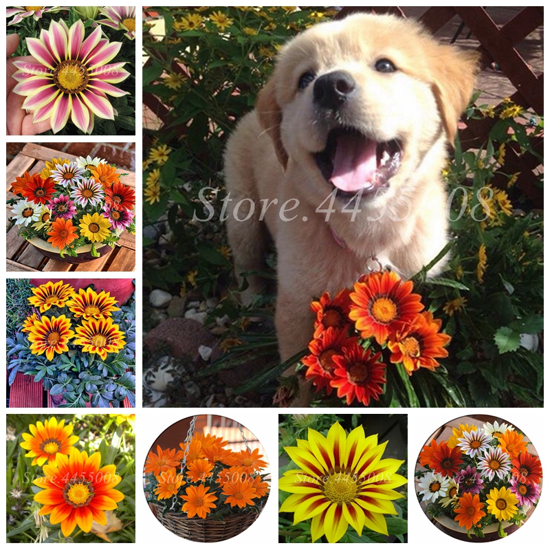 

Sale! 200 pcs/ bag Seeds Bonsai Gazania Annual Potted Flower Multicolor Outdoor Chrysanthemum Flower Plants for Home Garden planting