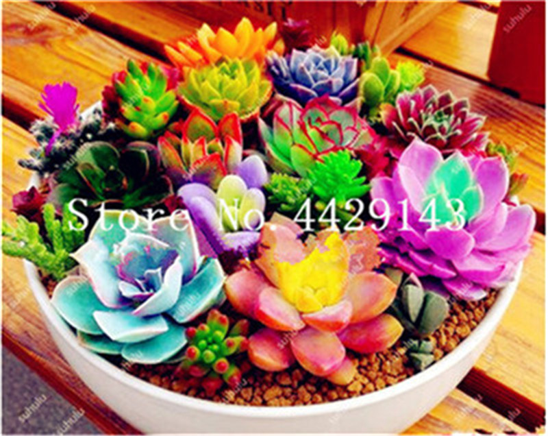 

300 pcs Seeds Succulent bonsai Rare Lithops plants Bonsai Flower plants Cactus Diy Plant Potted Indoor Plants Flowers For Home Garden