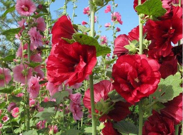 

100 Pcs Hot Hollyhock Seeds (Alcea Rosea 'Nigra') Mixed Color Flower Outdoor Plant Seeds For Garden Home Beautifying Decoration