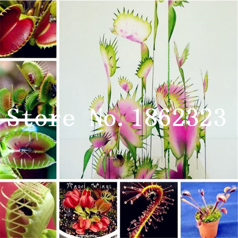 

Big promotion 100 pieces of potted insectivorous bonsai plant blue Dionaea carnivorous plant carnivorous plant giant clip Venus Flytrap