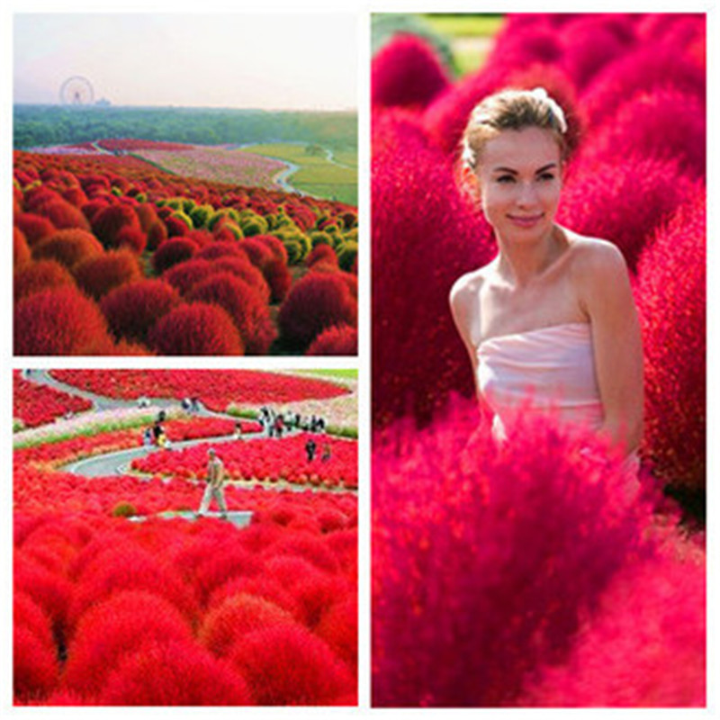 

New 200 Pcs seeds Rare Blue Grass Bonsai,Perennial Grass Burning Bush Kochia Scoparia Grass For Home Garden Ornamental Pot Plant