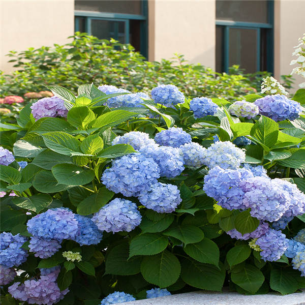 

Bonsai 20 Pcs Multiple Color Choice Hydrangea Bonsai Perennial Flower Plant Hydrangea Balcony Ornamental Garden Decoration Plant