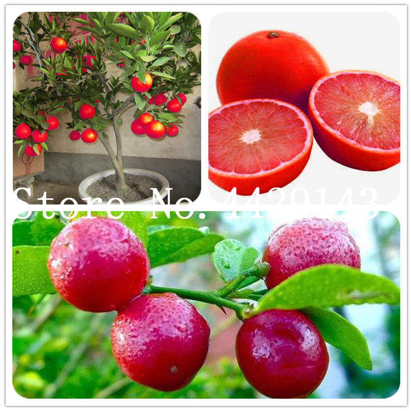 10pcs Organico Albero di Limone Semi di alberi da frutto Vitale /& FRESH spedizione gratuita nel Regno Unito