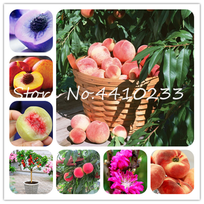 

2 Pcs Peach Bonsai Tree Eat Delicious Juicy Meaty Fruit Bonsai Gift To Kids Diy Couryard For Home Garden Pot Plants seeds bonsai plant