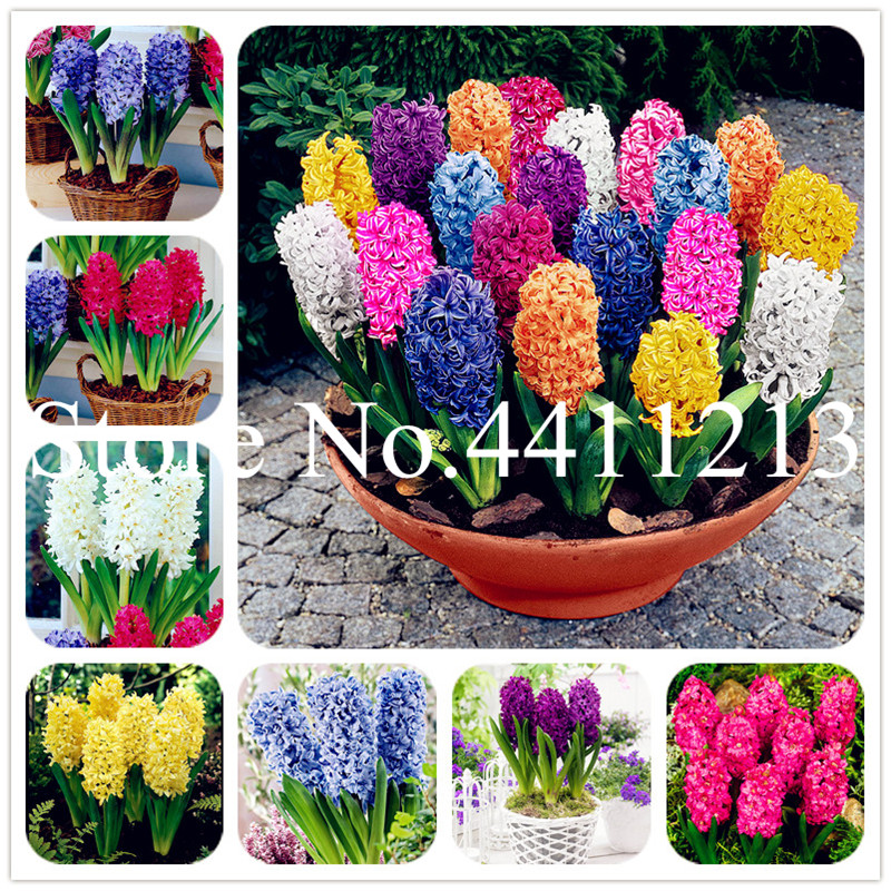

New! 100 Pcs Water Hyacinth Flower Best Germinate Pond Aquarium Bonsai Plant seeds Indoor Home Fissidens Flowers Pots for Bonsai Plants