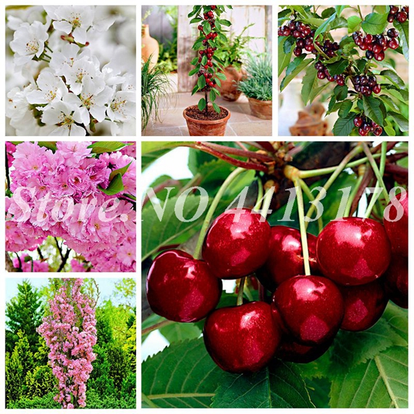 

50 pcs/ bag Giant Cherry Seeds Outdoor Organic Dwarf Cherry Bonsai Potted Tree Fruit Tohum Garden Plant The Best Gift For Child