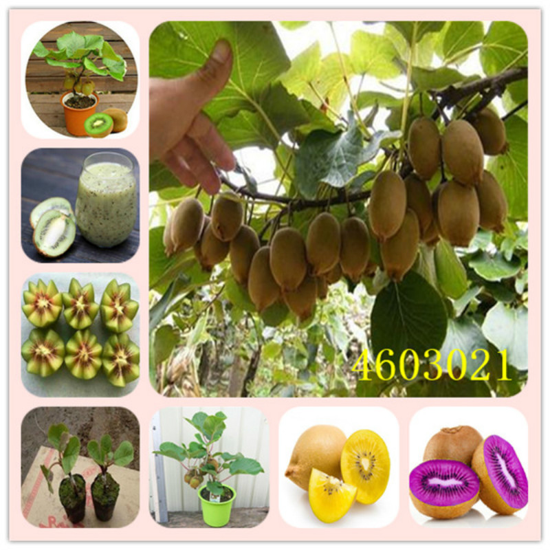 100 PCS Seeds Mini Kiwi Fruits Thailand Flower Bonsai Plants Free Shipping 2019 