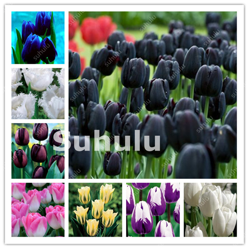 

1000 Pcs Hot Rainbow Tulip Bonsai Not Bulbs As Ice Cream Rare Flowers Perennial Plants Gift For Home Beautify Garden Decoration