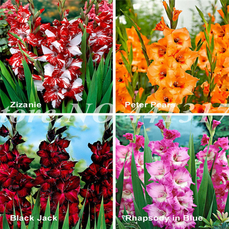 

200 PCS Seeds Rare Striped Gladiolus Sword Lily Garden Plant Flowers Orchid Gladiolus Bonsai Plant Gandavensis High Survival Rate