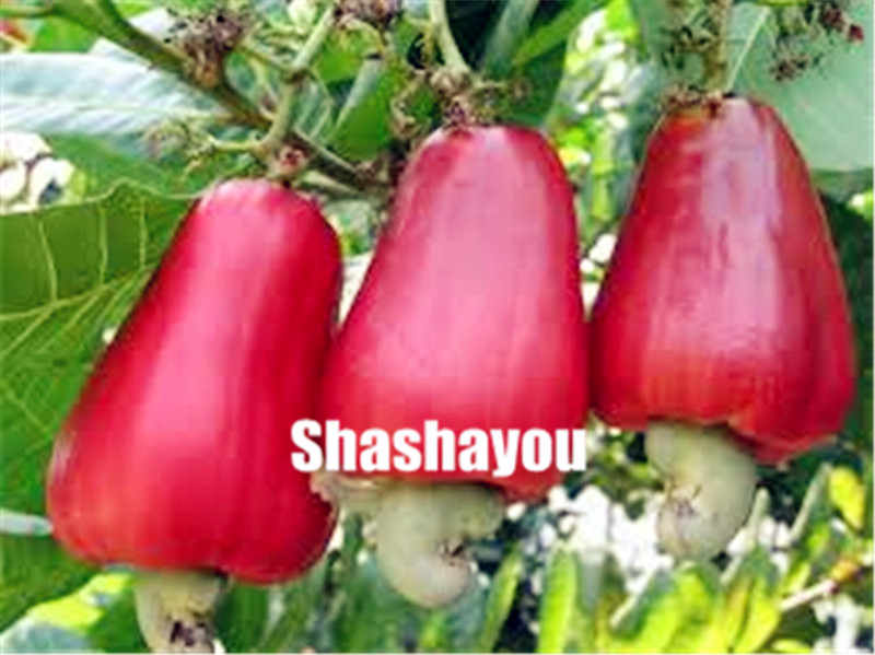 

Fruit bonsai 10 pcs Cashew Tree plants seeds Anacardium Occidentale Tropical New Pot Planting Gardens Miracle