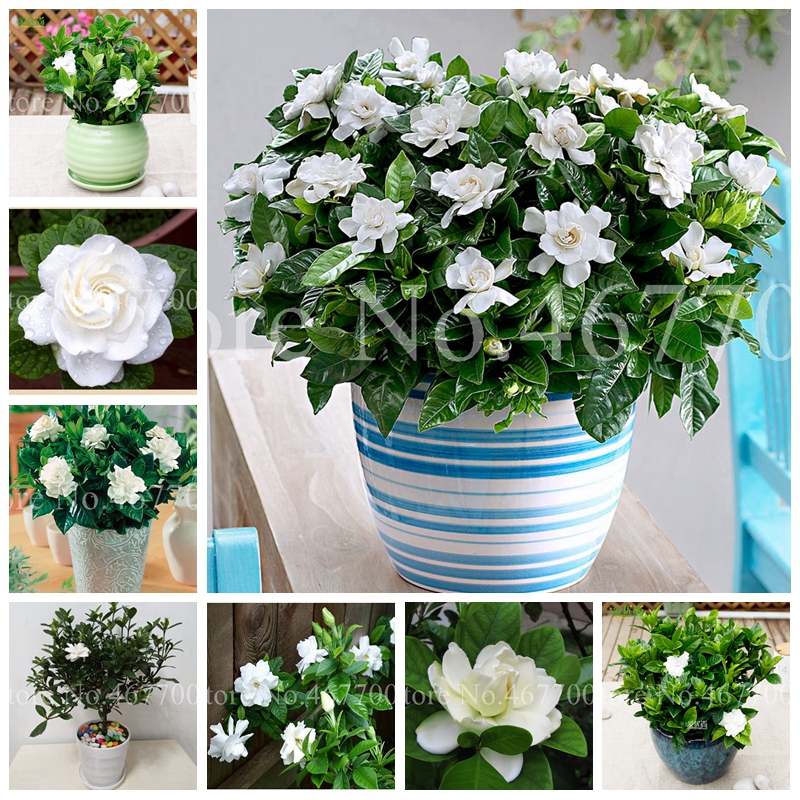 

Hot Sale 50 Pcs Seeds Bonsai Gardenia Cape Jasmine DIY Home Garden Indoor Potted Gift Amazing Flore Beautiful Room Flower Plants Tree