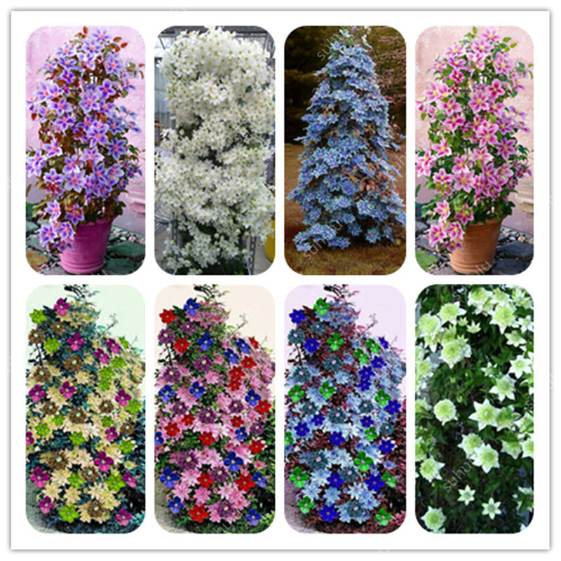 

Climbing Clematis seeds Bonsai Flowers Outdoor Clematis Vine Perennial Flower Bonsai Clematis Pot Plant Beauty Your Garden 300 Pcs