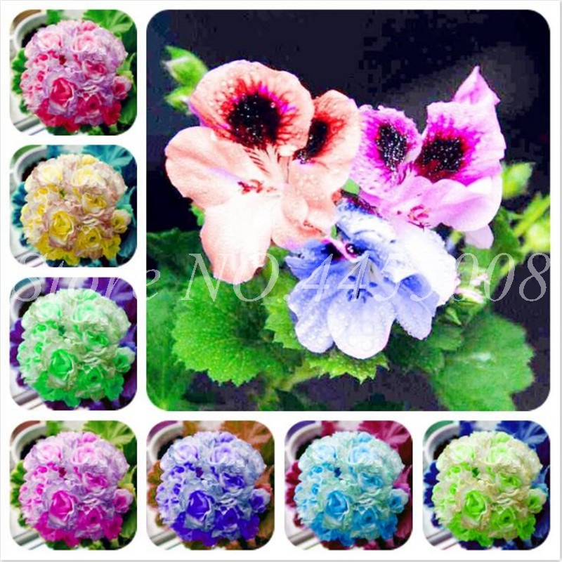 

100 pcs/ bag Perennial Geranium Bonsai Pelargonium Peltatum Flower Potted Outdoor Geranium Flore for Home Garden Houseplants