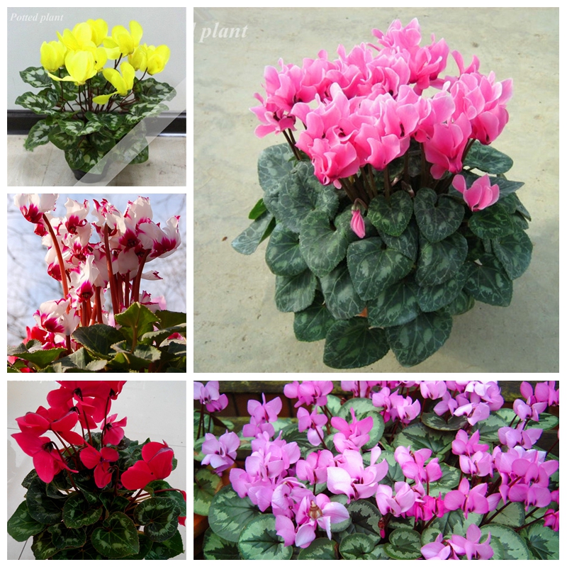 

Exotic Bonsai plant seeds Flowers Cyclamen plant 200 Pcs Rare Hybrid Perennial Potted Flower Balcony Cyclamen Natural Growth For Home Garden