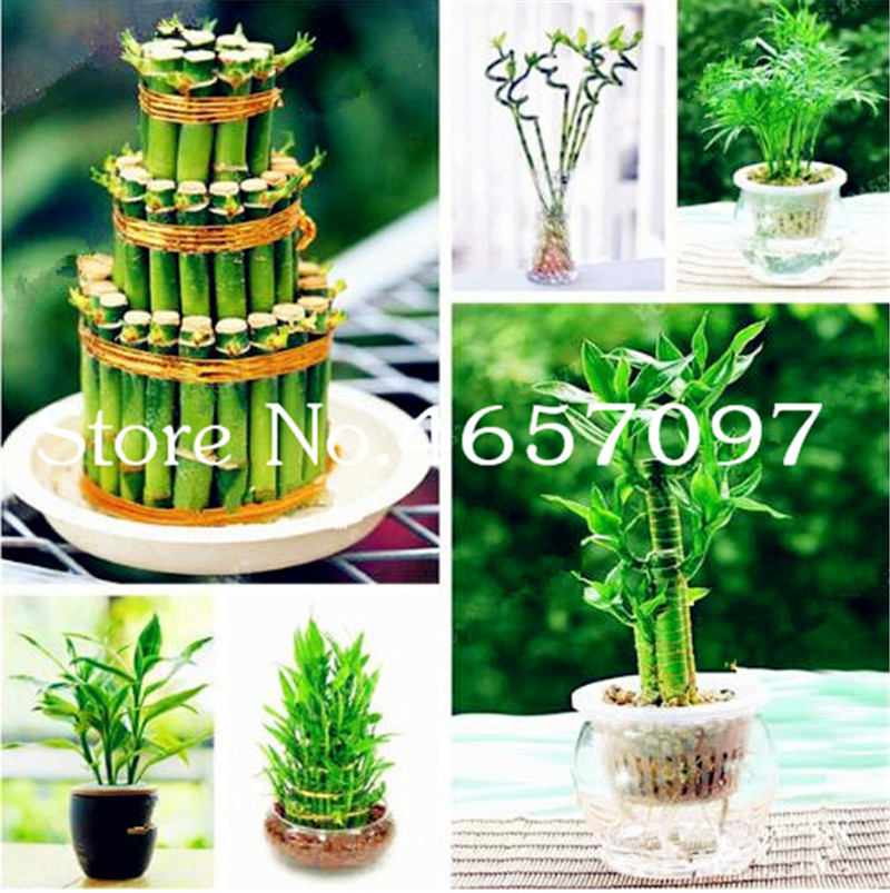 

Wholesale 50 Pcs Lucky Bamboo seeds Choose Potted Bonsai Variety Complete Dracaena plant for home garden decor The Budding Rate 97%