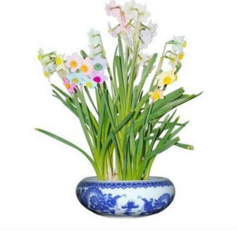 

2020 Hot Sale seeds 100 Pcs Daffodi Flowers, bonsai plants flower pot plant Potted gift for home Garden plant