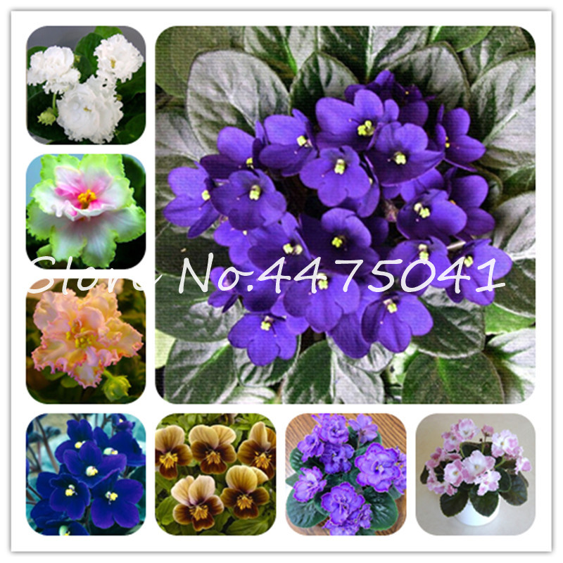 

Hot 100 Pcs Mini Violet Bonsai Rainbow Flower Plants Rare African Perennial Herb Indoor Flowers Matthiola Incana For Home Garden Plants