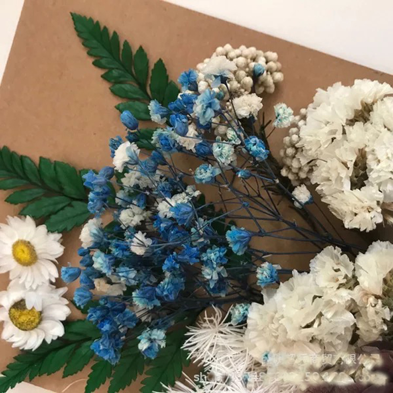 

1Pack Nature Fresh Preserved Flowers,DIY Press Floral for Photo Frame Card Gift Box Wedding Decor ,Valentine's Day Gifts, In random