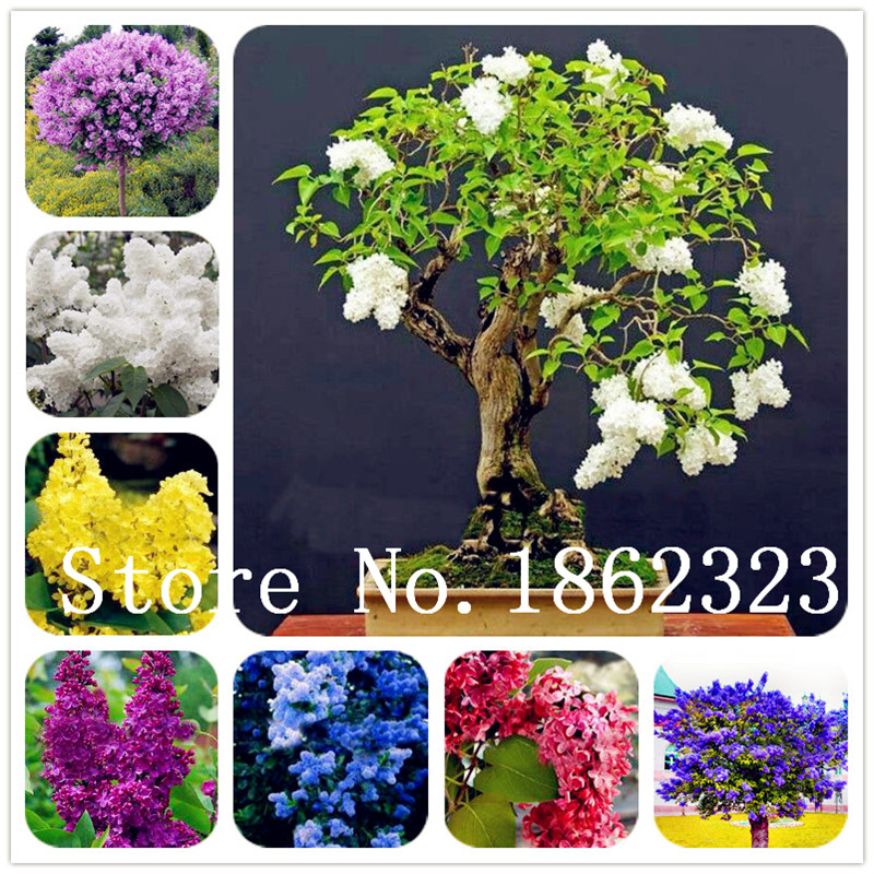 

100 Pcs Bag Bonsai Lilac Bonsai Japanese Lilac Extremely Fragrant-Clove Flower Bonsai Lilac Trees Outdoor