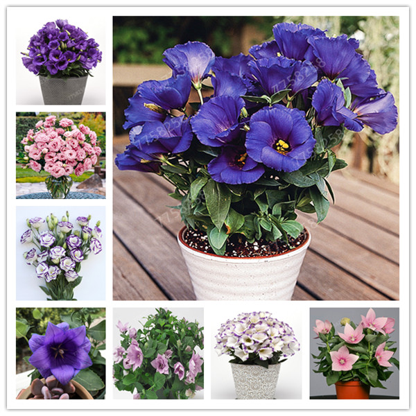 

300 pcs/bag bonsai Petunia flower Mix Petunia seeds Hybrida hanging petunia garden Petunia,bonsai plant for home garden