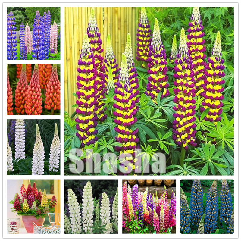 

300 pcs Mix color lupine bonsai plants seeds annual succulent groundcover flower bonsais potted planting for home garden Easy to Grow