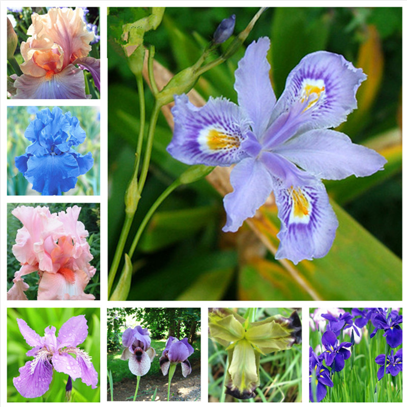 

200 pcs/ bag Seeds Bonsai Iris Flower Perennial Rare Bearded Iris Outdoor Potted Nature Plants Orchid Flores DIY for Garden Planting