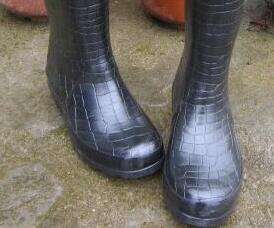 Glossy crocodile